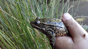 Red-legged frog