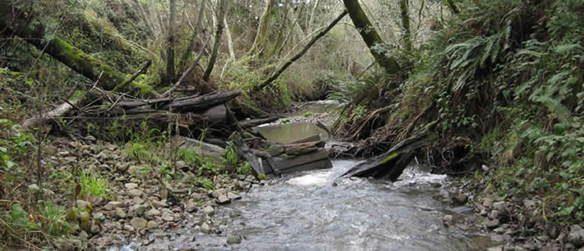 Salmon Creek