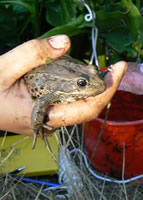 red-legged frog