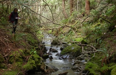 Lush riparian corridor