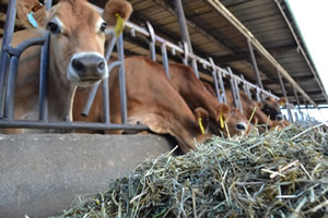 Dairy cows feeding