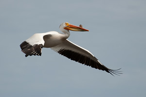 Pelican in Flight