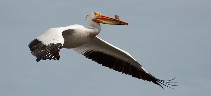 Pelican in Flight