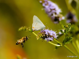 Honey bee and moth attracted to a hairstrek flower