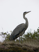 egret in estero americano