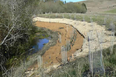 riparian re-planting