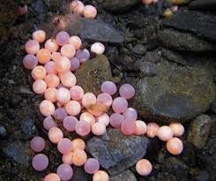 salmon eggs in redd