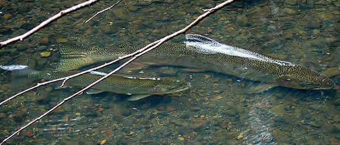 adult spawning pair of salmon